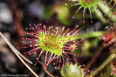 Drosera rotundifolia