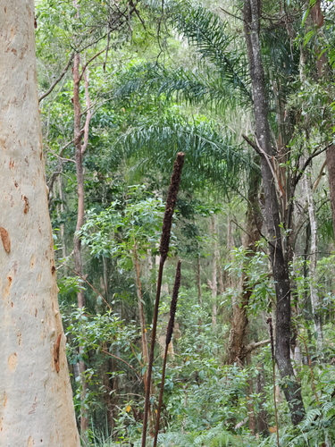 Image of Xanthorrhoea johnsonii by (c) Lucas Christofides, some rights reserved (CC BY)