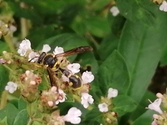 Eumenes papillarius