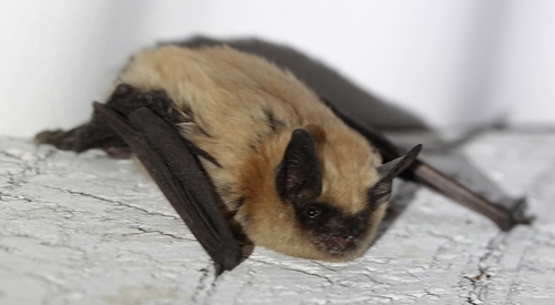 Western Small-footed Myotis photographed in Nebraska
