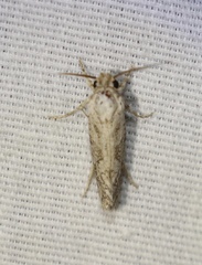 Acrolophus piger