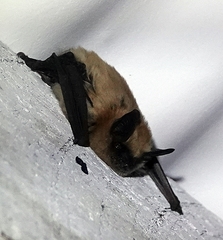 Myotis ciliolabrum