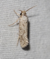 Acrolophus piger