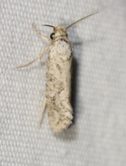 Acrolophus piger