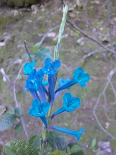 Stachytarpheta speciosa