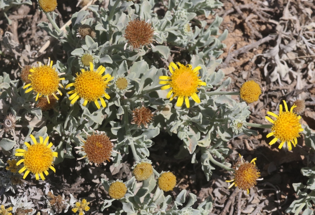 Pulicaria argyrophylla