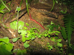 Macroperipatus torquatus