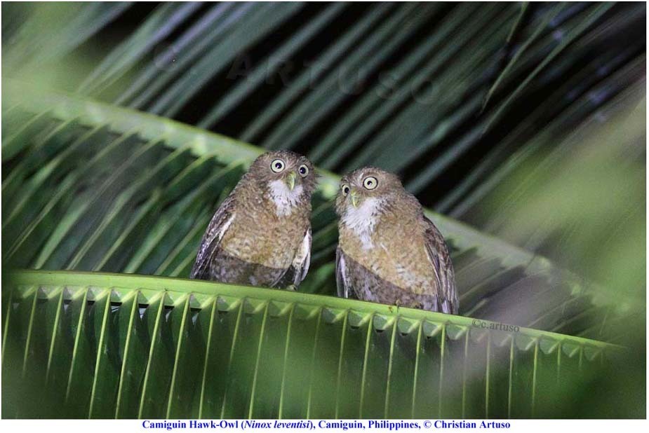 Camiguin Boobook photo