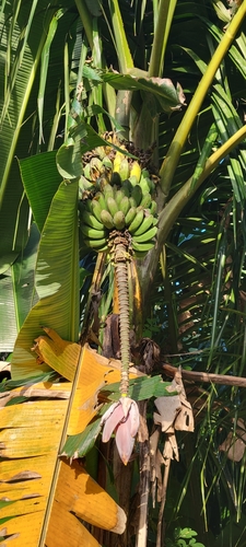 Foto de Bananeira selvagem
