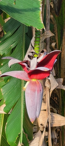 Foto de Bananeira selvagem