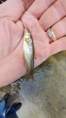 Nocomis leptocephalus