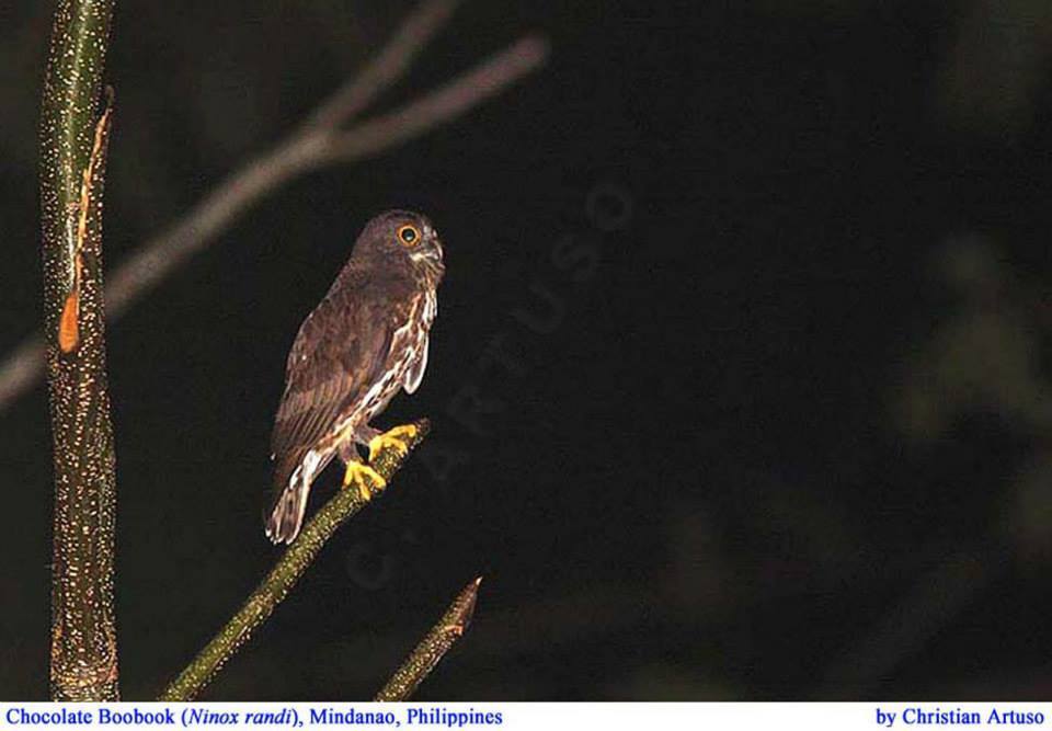 Chocolate Boobook photo