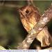 Cinnamon Screech-Owl - Photo (c) Christian Artuso, some rights reserved (CC BY-NC-ND), uploaded by Christian Artuso
