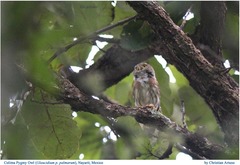Glaucidium palmarum