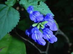 Salvia aliena