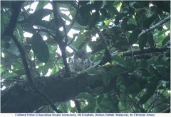 Taenioptynx sylvaticus