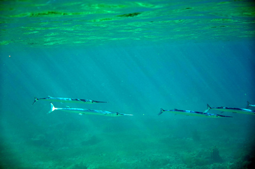 Agujon needlefish (Tylosurus acus) — Belonidae