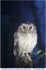 Megascops ingens colombianus