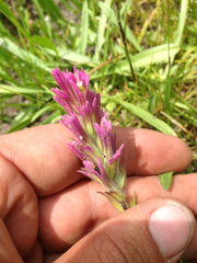 Castilleja lassenensis