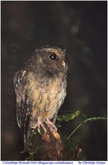 Megascops ingens colombianus