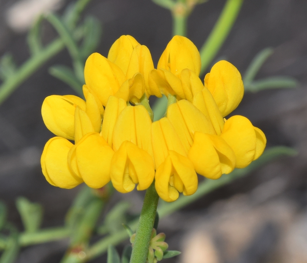 Coronilla talaverae