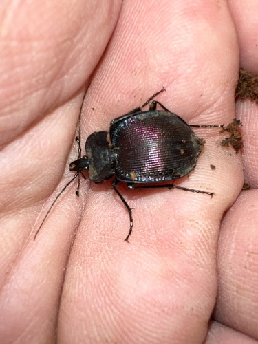 Large-thoraxed Snail-eating Beetle photo 3