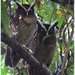Crested Owl - Photo (c) Christian Artuso, some rights reserved (CC BY-NC-ND)