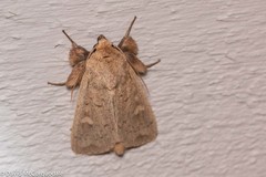 Leucania pseudargyria