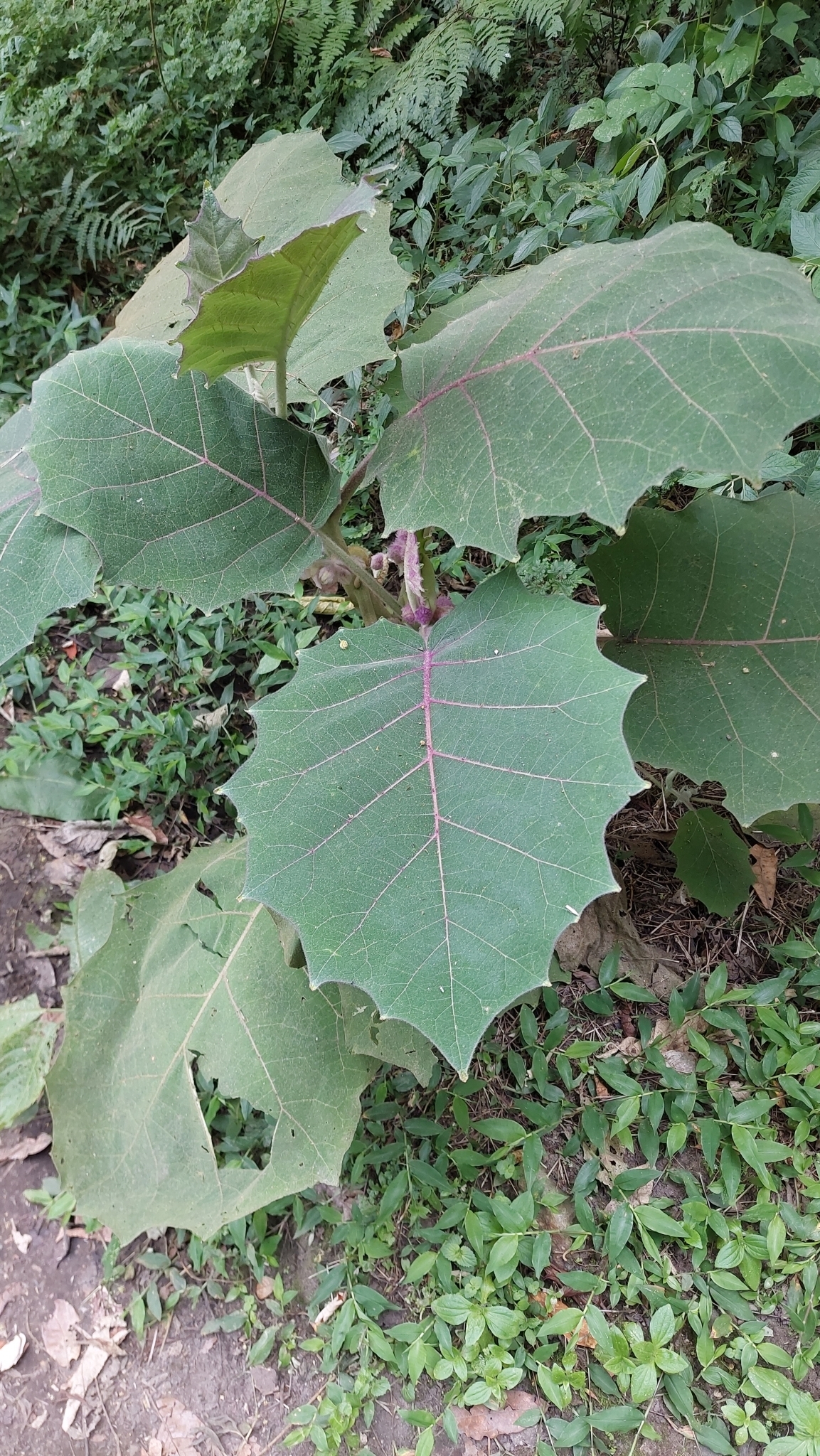 Imagem de Naranjilla