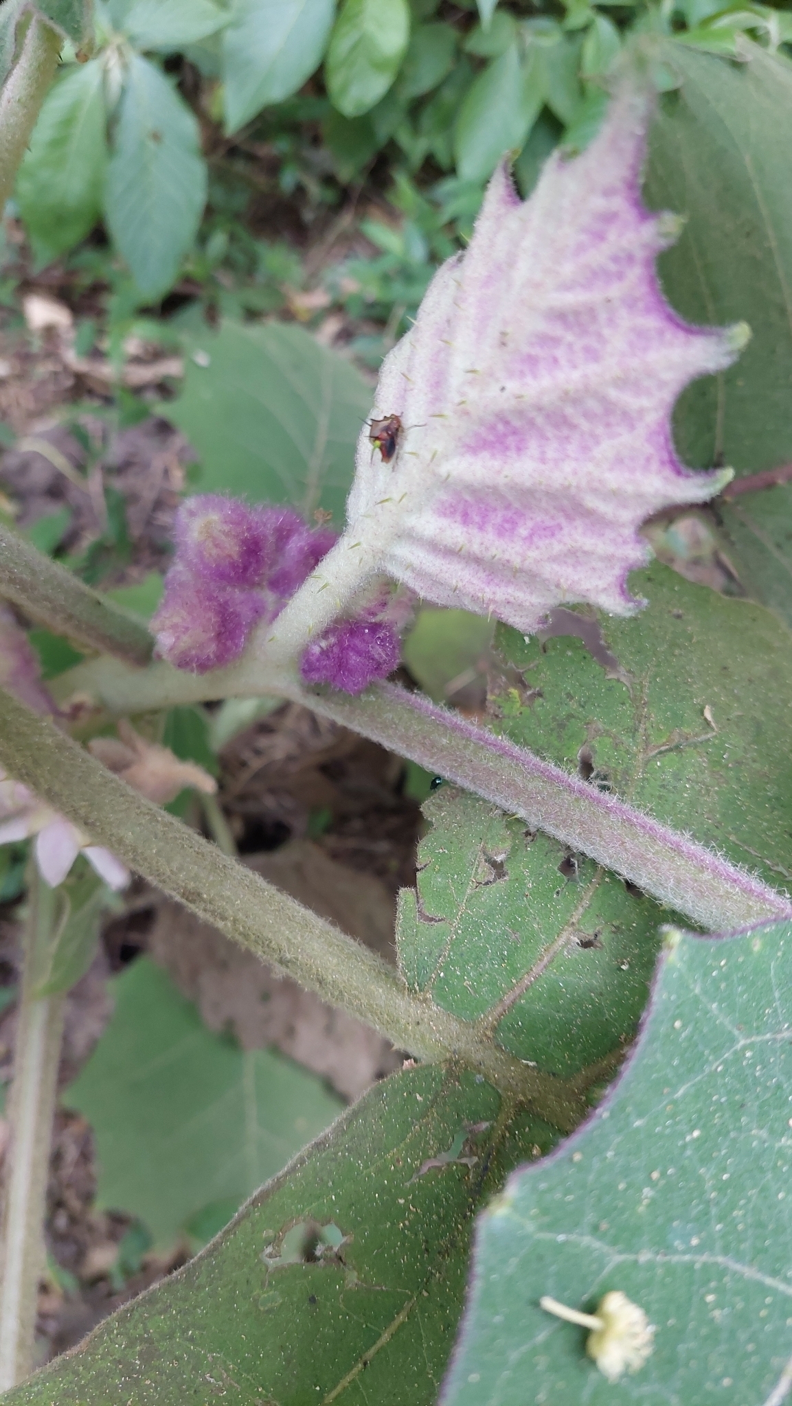 Imagem de Naranjilla