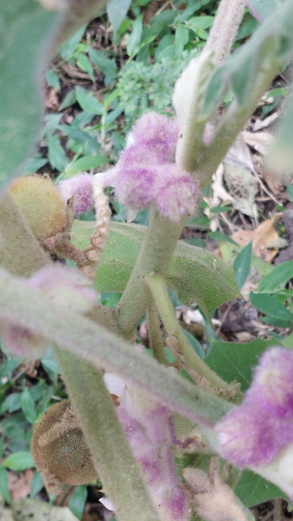 Imagem de Naranjilla