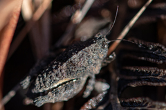 Tettiella