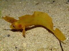 Crested Weedfish photo 2