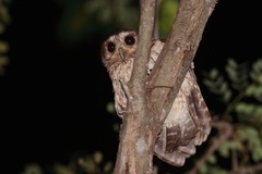 Margarobyas lawrencii