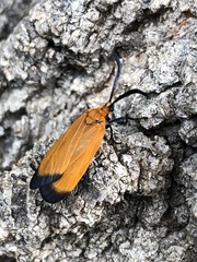 Neoalbertia