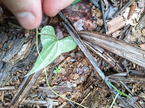 Dioscorea sagittata (Dioscorea sagittata)