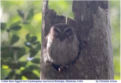 Margarobyas lawrencii