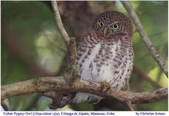Glaucidium siju