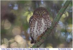 Glaucidium siju