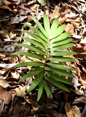 Zamia paucijuga