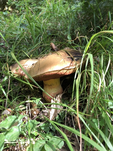 Rubroboletus satanas — (c) Conrad Altmann, some rights reserved (CC BY)
