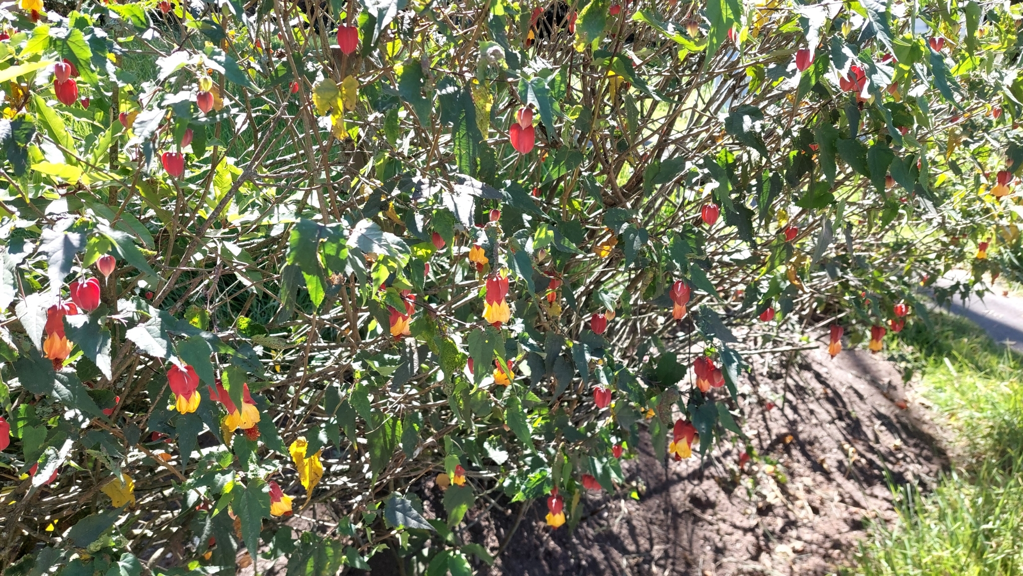 Imagem de Malvavisco