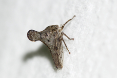 Glossonotus acuminatus