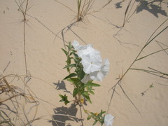 Euploca convolvulacea