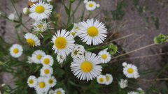 Erigeron annuus