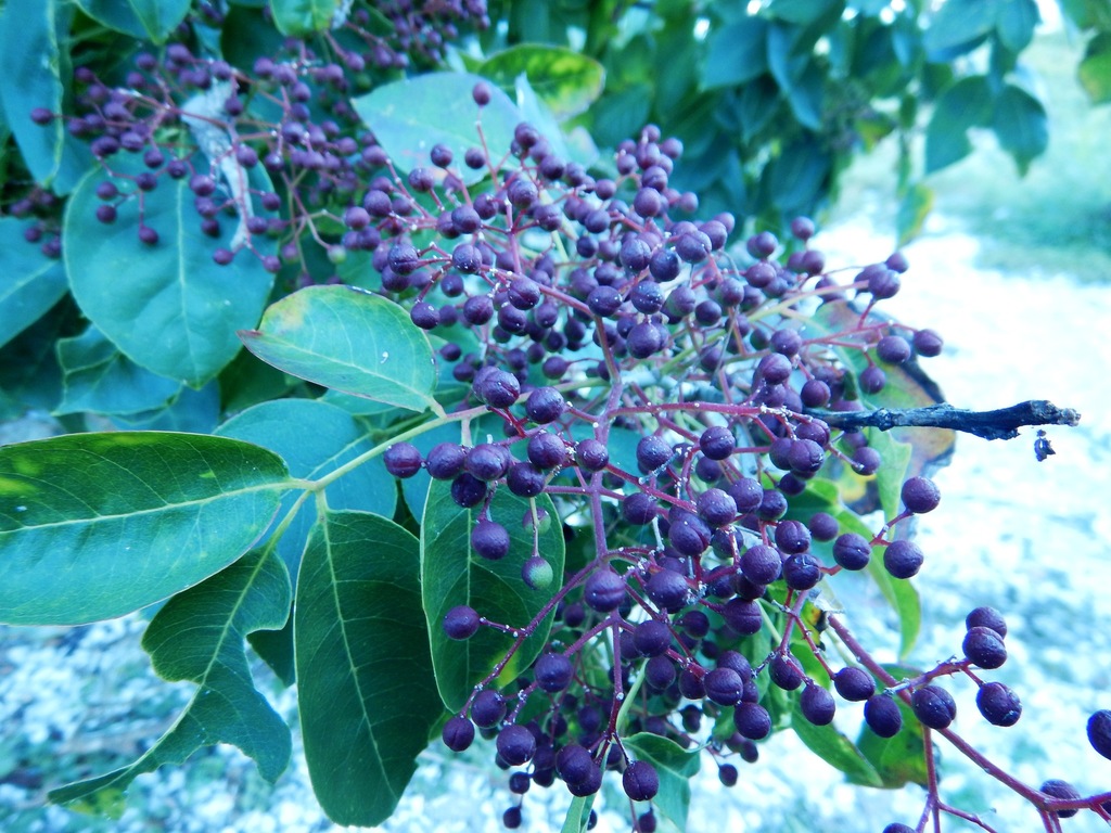 Zanthoxylum arborescens from San Blas, MX-NA, MX on April 3, 2015 by ...