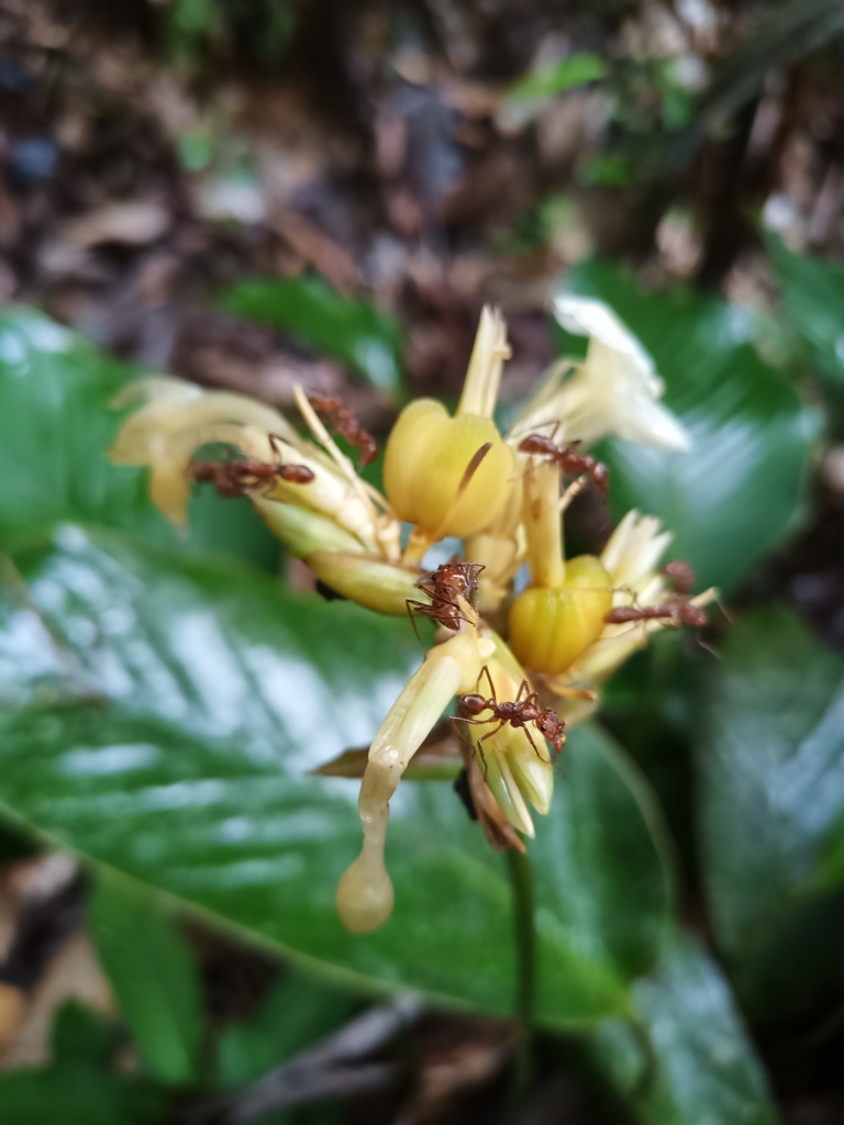 Foto de Maranta-zebrina