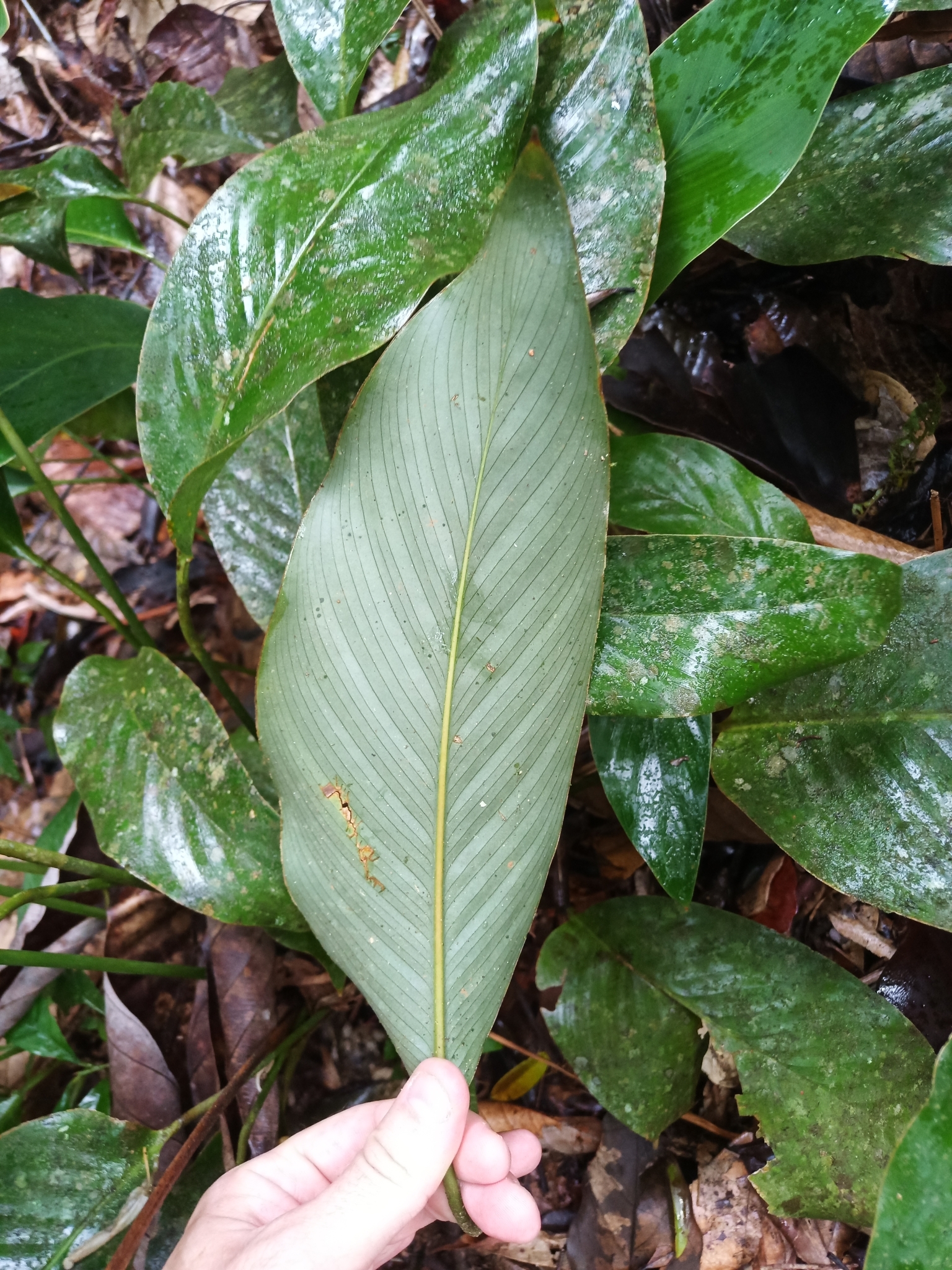 Imagem de Maranta-zebrina