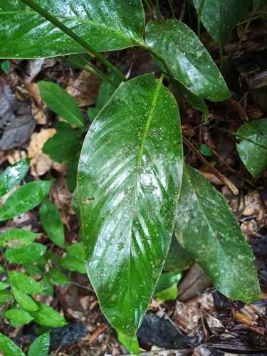 Foto de Maranta-zebrina
