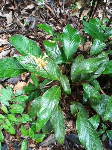 Foto de Maranta-zebrina